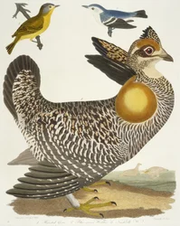 Vögel 27. 1. Präriehuhn. 2. Blaugrüner Waldsänger. 3. Nashville-Waldsänger, 1808-1814